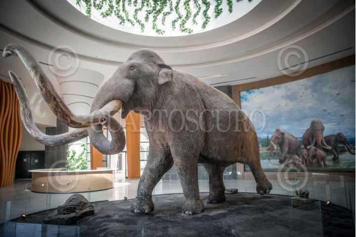 Museo del Mamut Avances